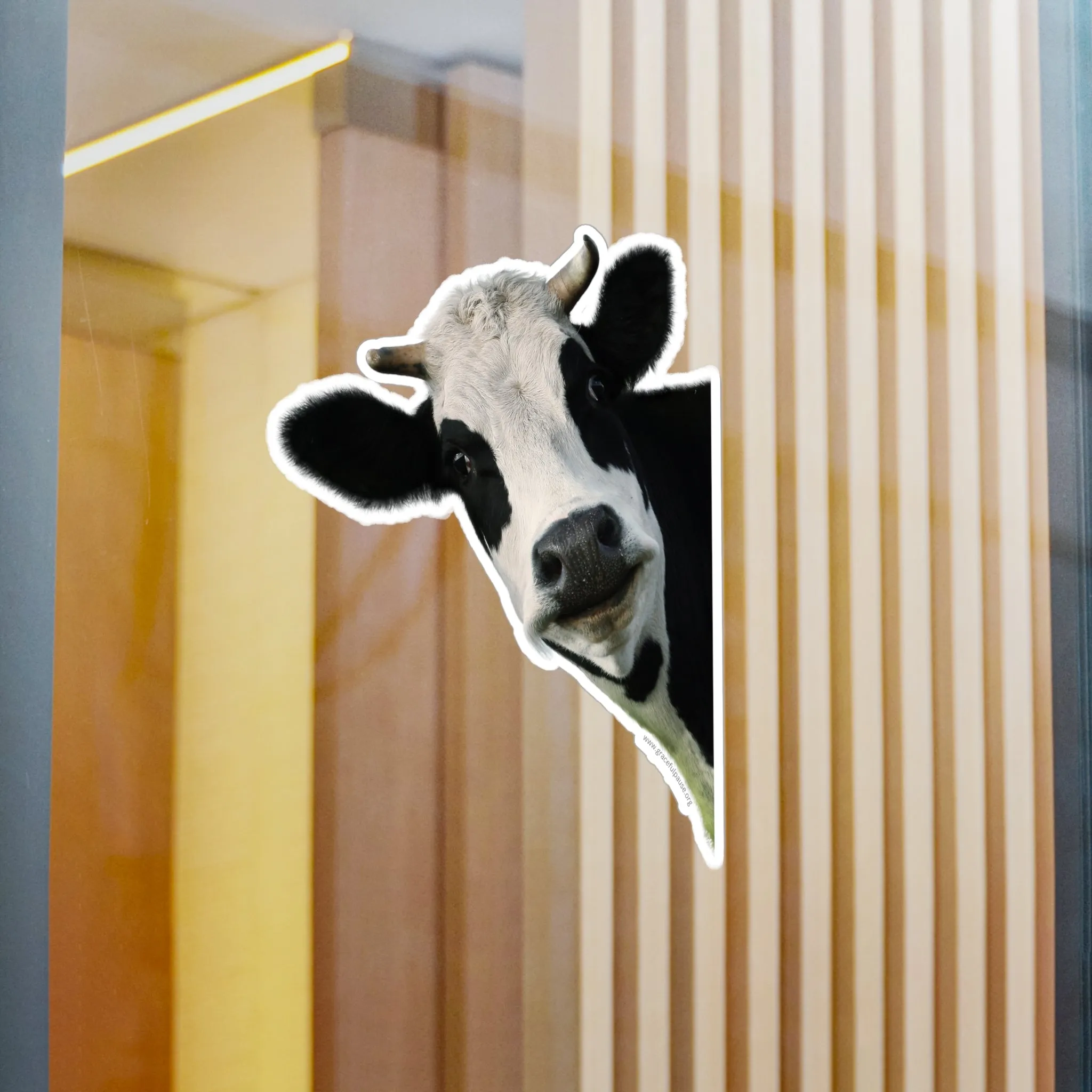 Staring Cow - indoor/outdoor Kiss-Cut Vinyl Decals
